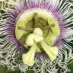 Nearby Historical Villages - Kelachay