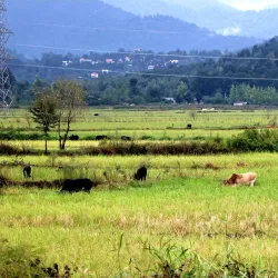 Siahkal Forests - Kelachay