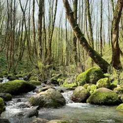Siahkal Forests - Kelachay