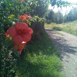 Siahkal Forests - Kelachay