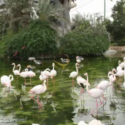 Bird Garden - Kish