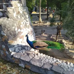 Bird Garden - Kish
