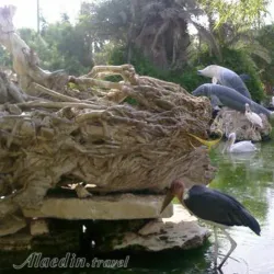 Bird Garden - Kish