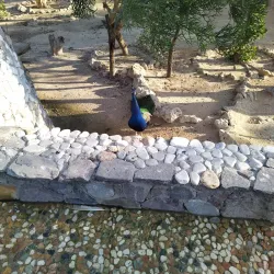 Bird Garden - Kish
