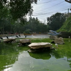 Dolphin Park - Kish