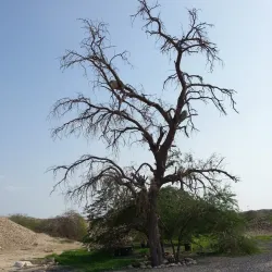 Harireh Ancient City - Kish