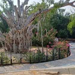 Harireh Ancient City - Kish