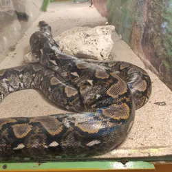 Kish Aquarium - Kish