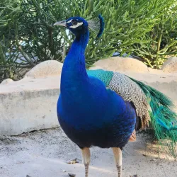 Kish Aquarium - Kish