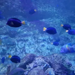Kish Aquarium - Kish