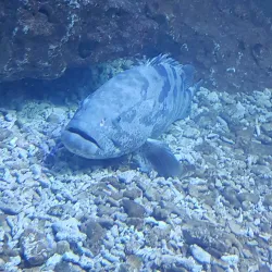 Kish Aquarium - Kish