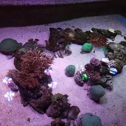 Kish Aquarium - Kish