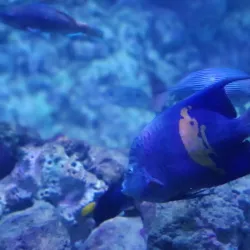 Kish Aquarium - Kish