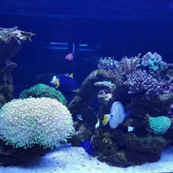 Kish Aquarium - Kish