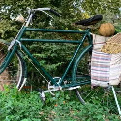 Vakilabad Forest Park - Mashhad