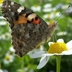 Zagros Mountains - Masjed Soleyman