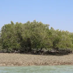 Mangrove Forests of Hara Protected Area - Minab