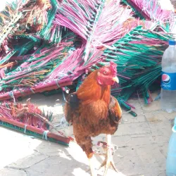 Minab Bazaar - Minab