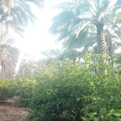 Traditional Date Palm Groves - Minab