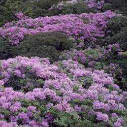 Traditional Date Palm Groves - Minab
