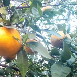 Traditional Date Palm Groves - Minab