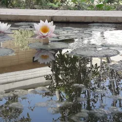 Najafabad Parks and Gardens - Najafabad