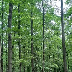 Shomal Forests - Nowshahr