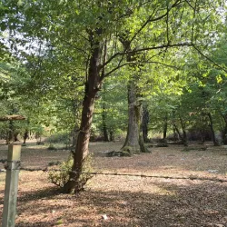 Siahkal Forest Park - Nowshahr