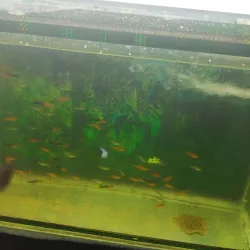 Haft Cheshmeh Park - Orumiyeh