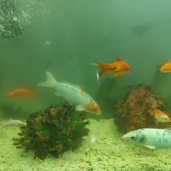 Haft Cheshmeh Park - Orumiyeh