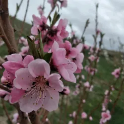 Haft Cheshmeh Park - Orumiyeh