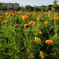 Lake Urmia - Orumiyeh