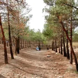 Chitgar Forest Park - Pardis