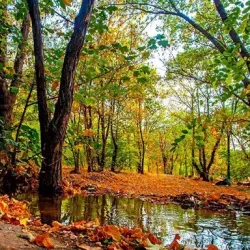 Chitgar Forest Park - Pardis