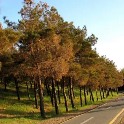 Chitgar Forest Park - Pardis