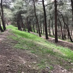 Chitgar Forest Park - Pardis