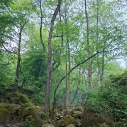 Jungle of Ramsar (Hyrcanian Forests) - Ramsar