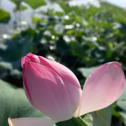Anzali Lagoon (near Rasht) - Rasht