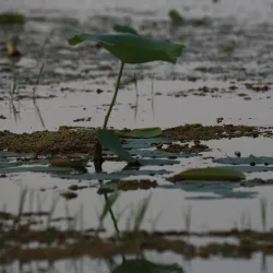 Anzali Lagoon (near Rasht) - Rasht
