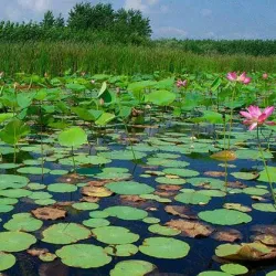 Anzali Lagoon (near Rasht) - Rasht