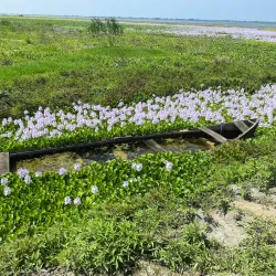 Anzali Lagoon (near Rasht) - Rasht