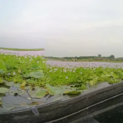 Anzali Lagoon (near Rasht) - Rasht