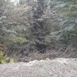 Sardar Jangal Park - Rasht