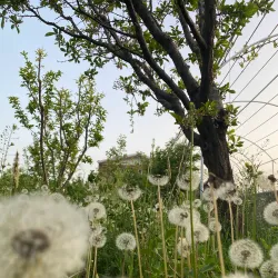 Local Traditional Villages - Salmas