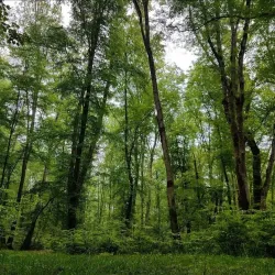 Noshahr Forests (near Sari) - Sari