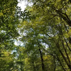 Noshahr Forests (near Sari) - Sari
