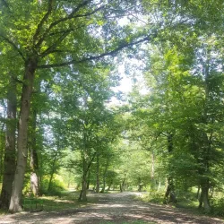 Noshahr Forests (near Sari) - Sari