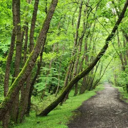 Noshahr Forests (near Sari) - Sari