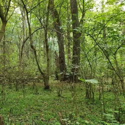 Noshahr Forests (near Sari) - Sari