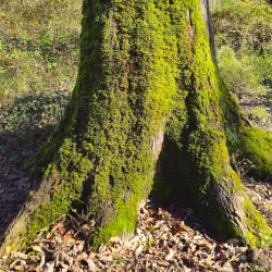 Noshahr Forests (near Sari) - Sari